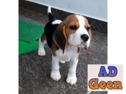 Top Quality Beagle puppies tricolor pigmentation male and female whatsaap 8019630452